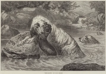 Otter-Hounds